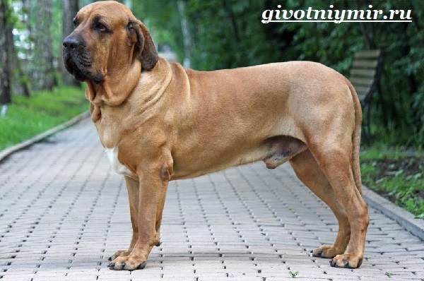 Бразильский фила: описание, фото, характер, уход и содержание породы собак