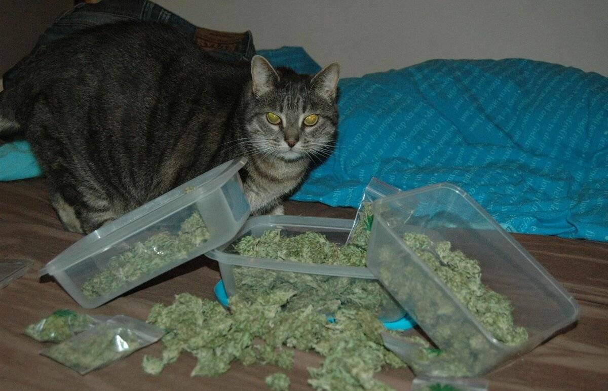 действие марихуаны на котов