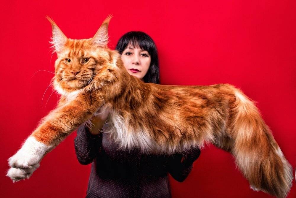 Топ-13 самых крупных кошек в мире: фото, породы, описание