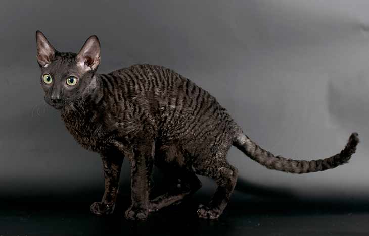 Каких пород бывают кошки черного окраса? породы черных кошек