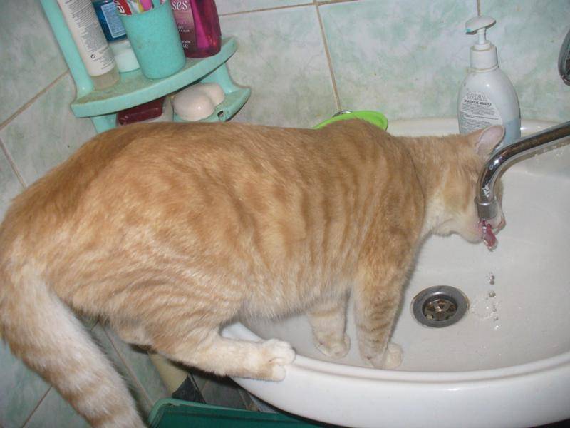 Кот не пьет воду вообще: что делать, почему