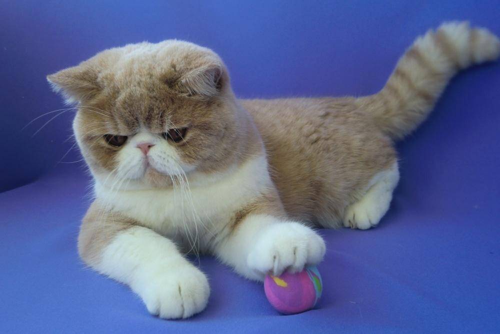 Экзотическая кошка (экзот): фото, описание породы и характера, цена котенка