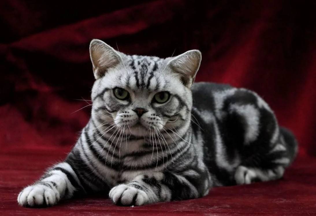 Американская короткошёрстная кошка: фото, описание, характер, содержание, отзывы