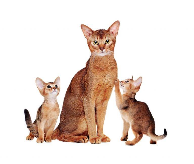 Внешний вид, поведение и содержание кошки породы абиссинская