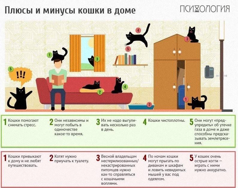 Что нужно для котенка в квартире?