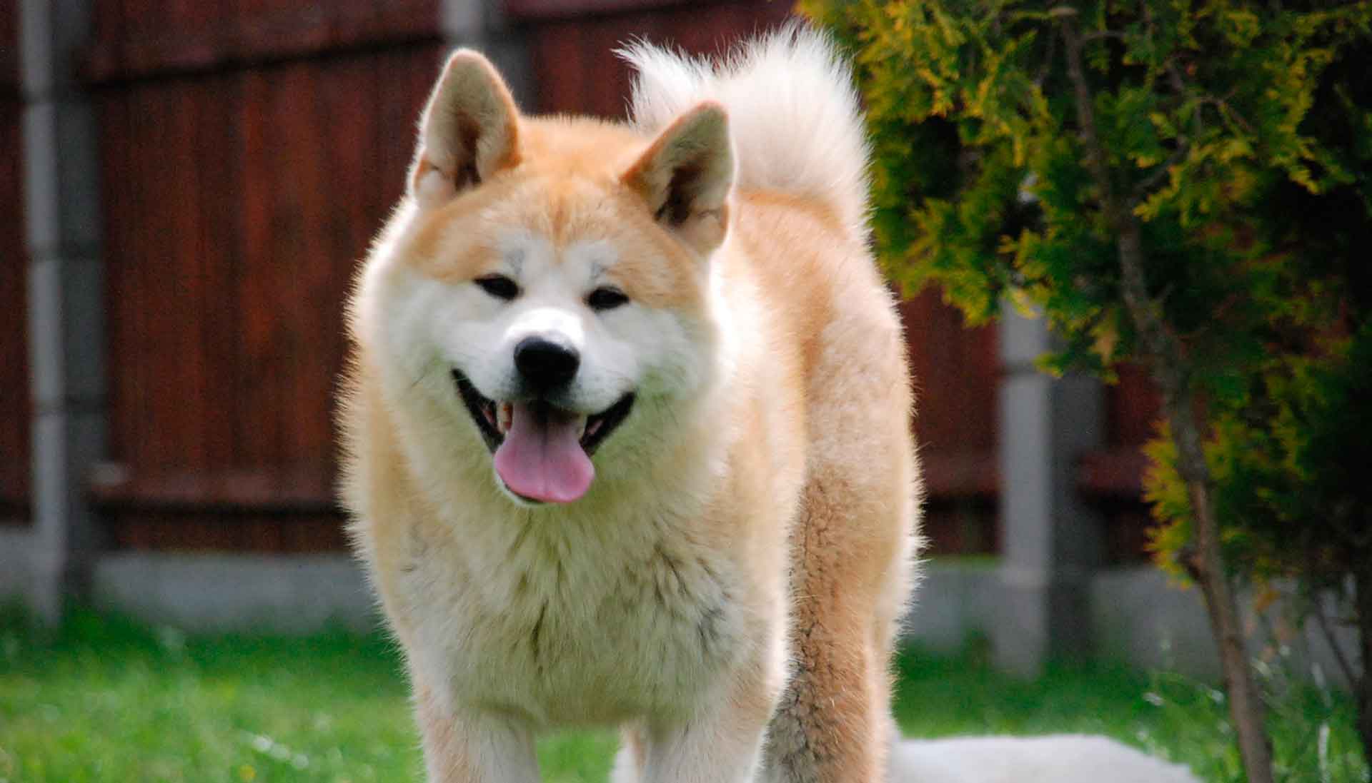 Хатико - порода собаки из фильма про преданность