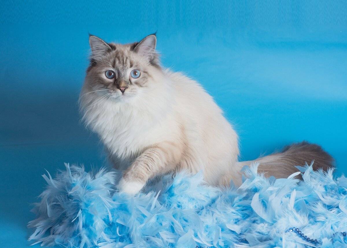 Невская маскарадная кошка: фото, цены, описание породы, характер, видео, питомники
