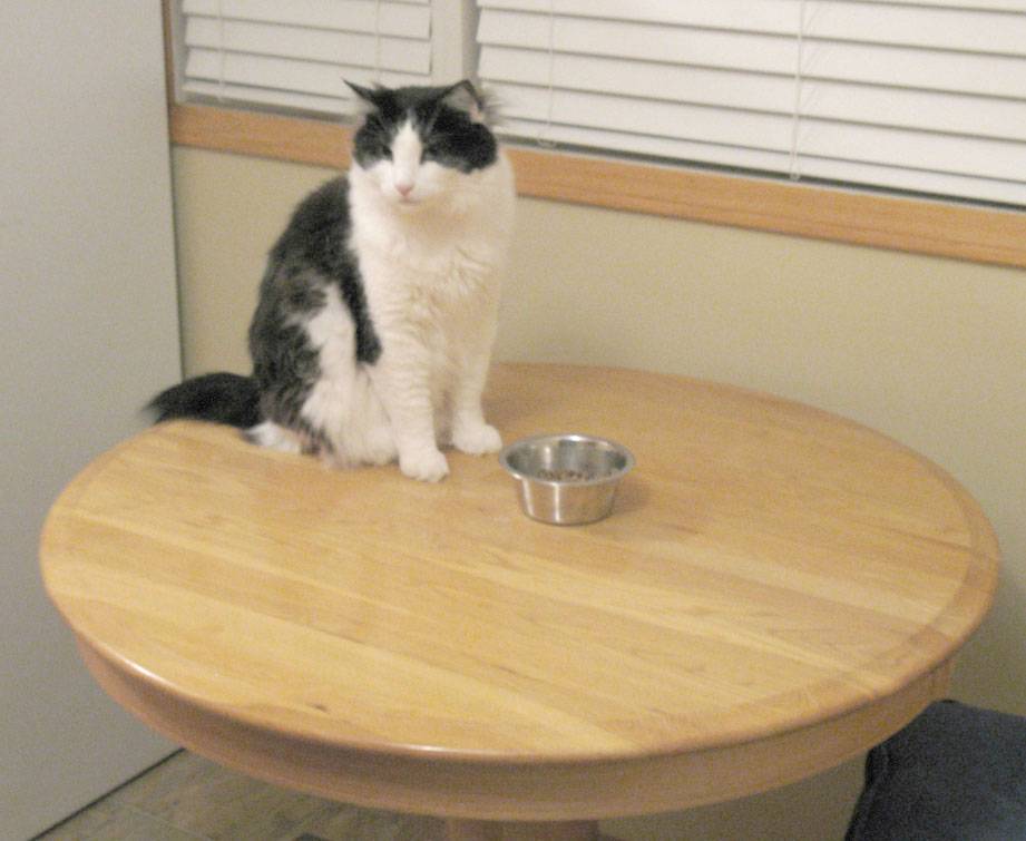 Как отучить кота лазить на стол