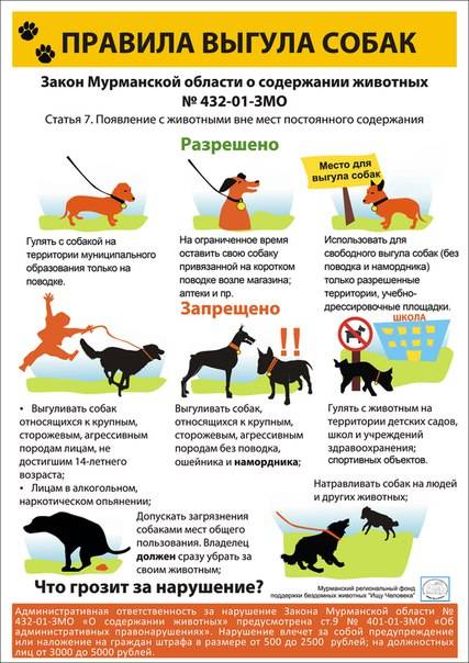 Правила выгула собак: закон рф, штрафы, комментарии