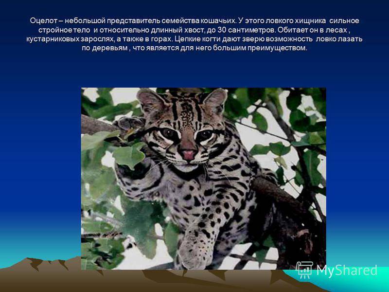 Суматранская кошка: описание вида, характер и повадки, среда обитания, фото