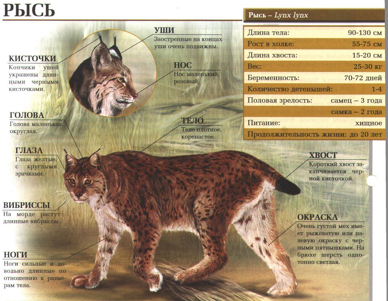 Лесной кот: образ жизни и описание дикого животного, характер и повадки, размножение и содержание в неволе