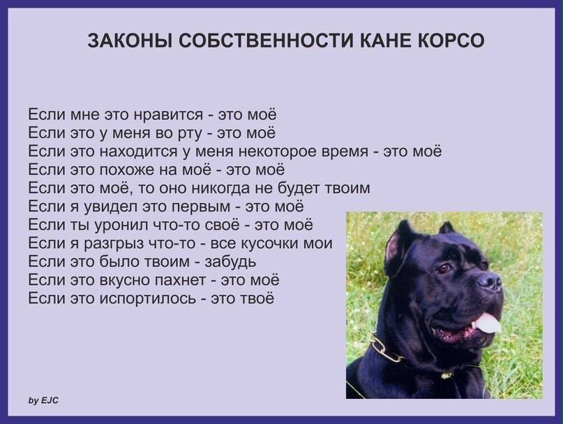 Щенки кане корсо: как выглядят на фото собаки в 1, 3, 4, 6, 7 месяцев и каким должно быть правильное развитие животного