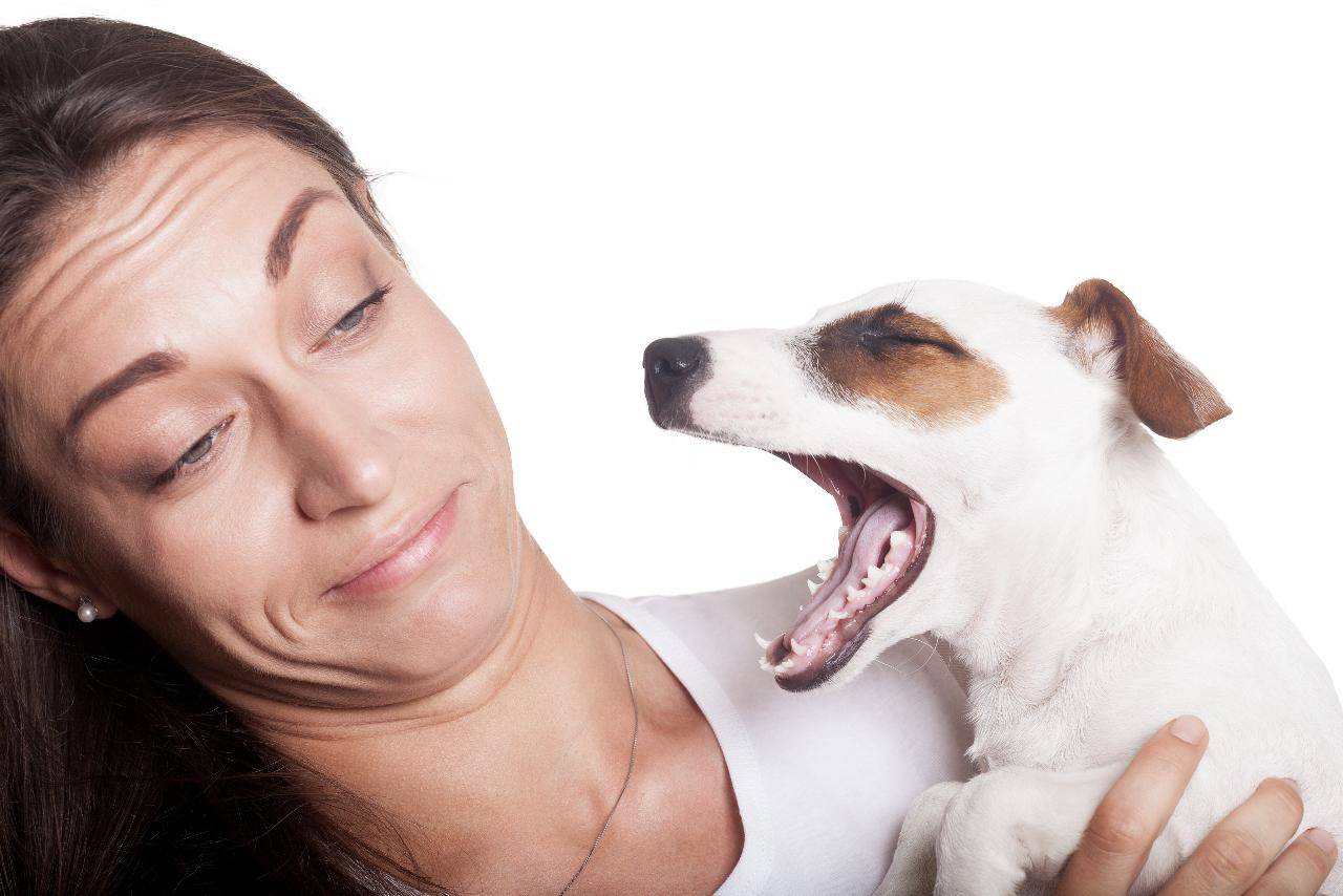 Собака плохо пахнет: причины, как избежать неприятного запаха | блог ветклиники "беланта"