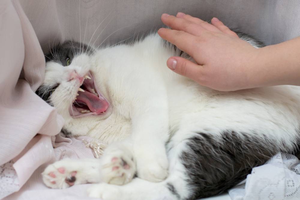 Почему кошка не кормит котят: причины отказа, симптомы патологических состояний, первая помощь кошке и котятам