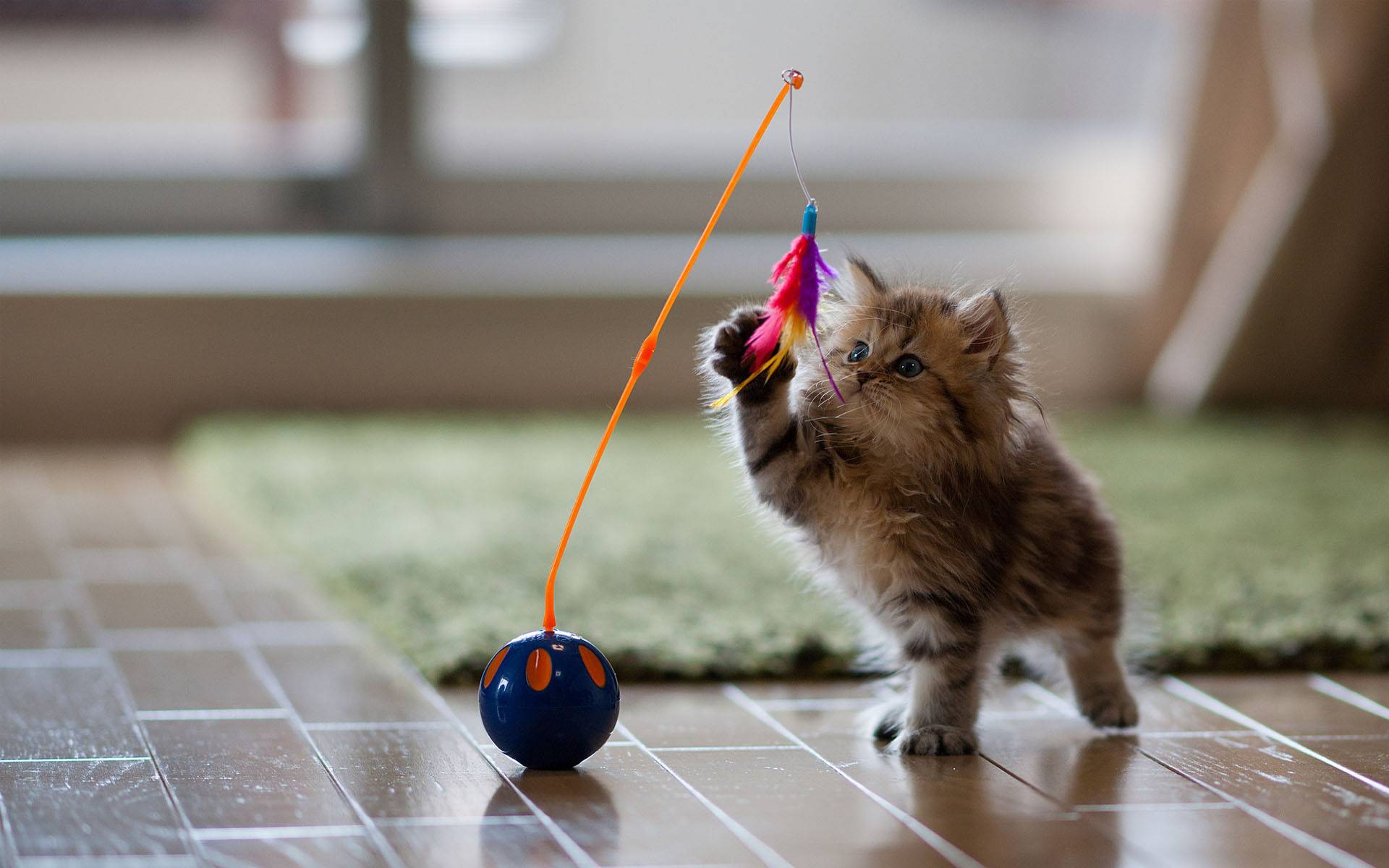 Игры для кошек - во что поиграть с котятами | советы от perfect fit™