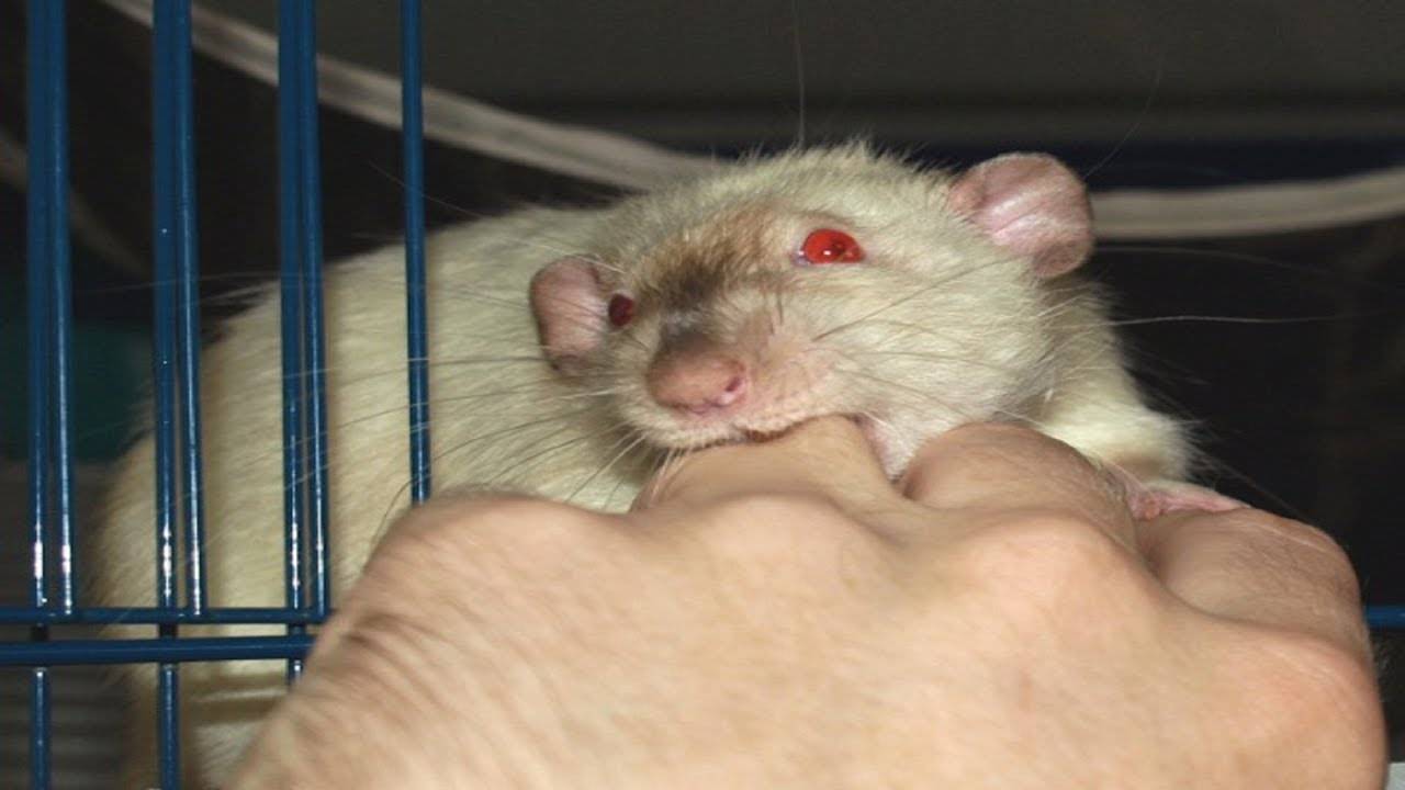 Как приучить крысу к рукам: пошаговая инструкция