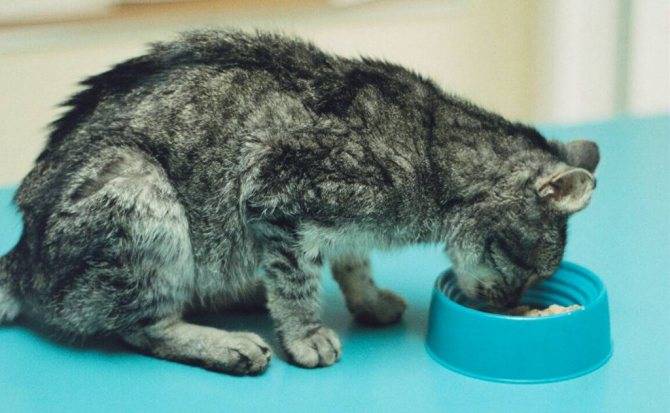 Гастрит у кошек: этиология, симптомы, лечение и профилактика заболевания