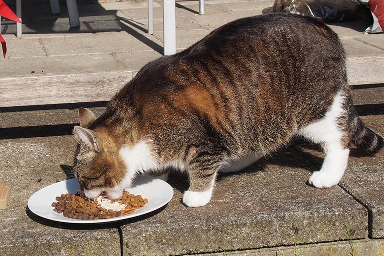 Кот не ест и не пьет: причины состояния, когда нужно бить тревогу  | блог ветклиники "беланта"
