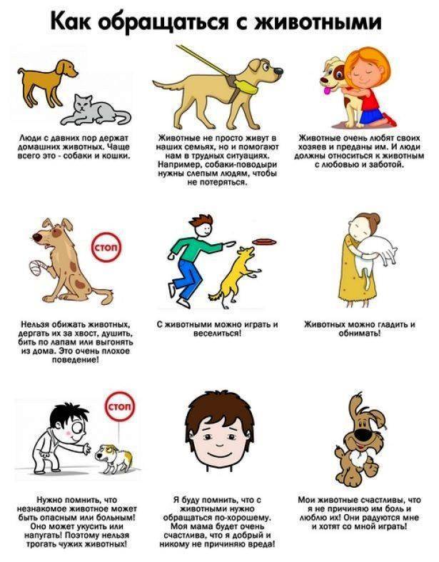 Как привязать к себе щенка или взрослую собаку: порядок приручения