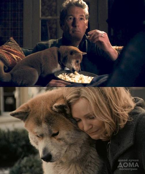 Порода собаки из фильма хатико: реальная история и отражение её в культуре