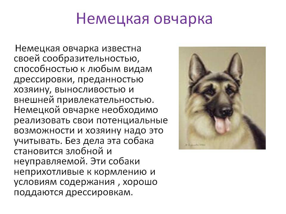 Бшо белая швейцарская овчарка собака. описание, уход и цена породы | sobakagav.ru