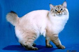 8 самых популярных пород кошек без хвоста