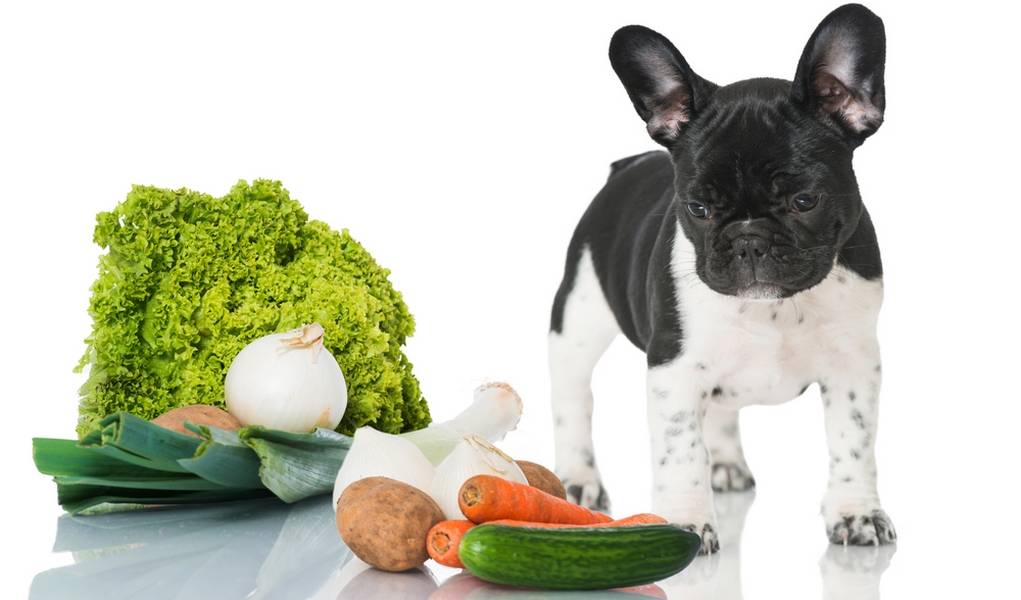 Какими продуктами из натуральной пищи лучше всего кормить собачку дома