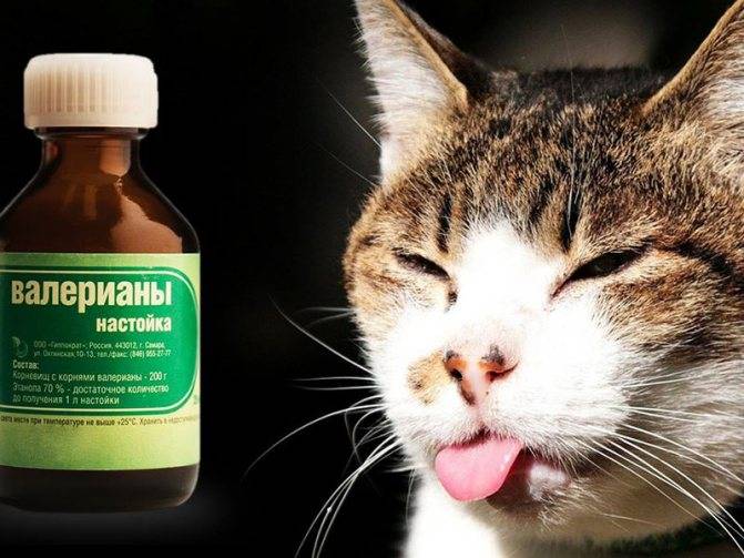 Валерьянка и кошки: как действует валериана в разных формах на животное, можно ли ее давать коту?