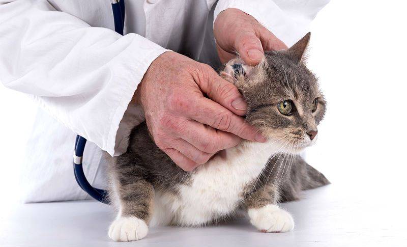 Коронавирус кошек. как распознать заболевание | животные | общество | аиф челябинск