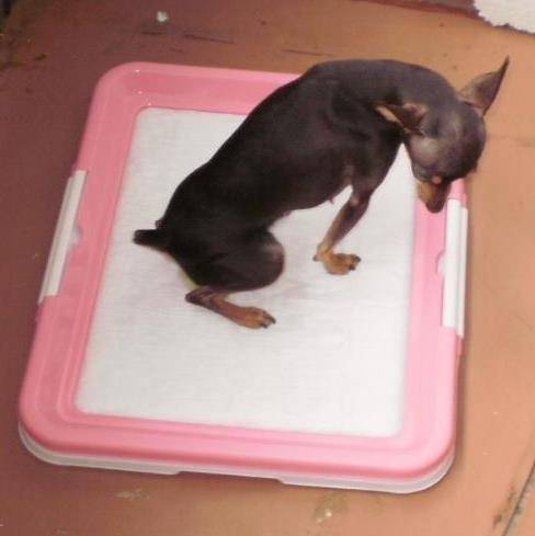 Как приучить чихуахуа к пеленке, туалету или лотку: отзывы владельцев почему собака начинает писать где попало и что делать