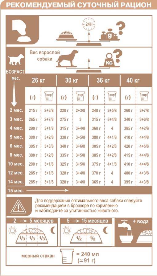 Вес и размер чихуахуа: таблица по месяцам, до какого возраста растут щенки этой породы и что делать, если малыш отстает от нормы