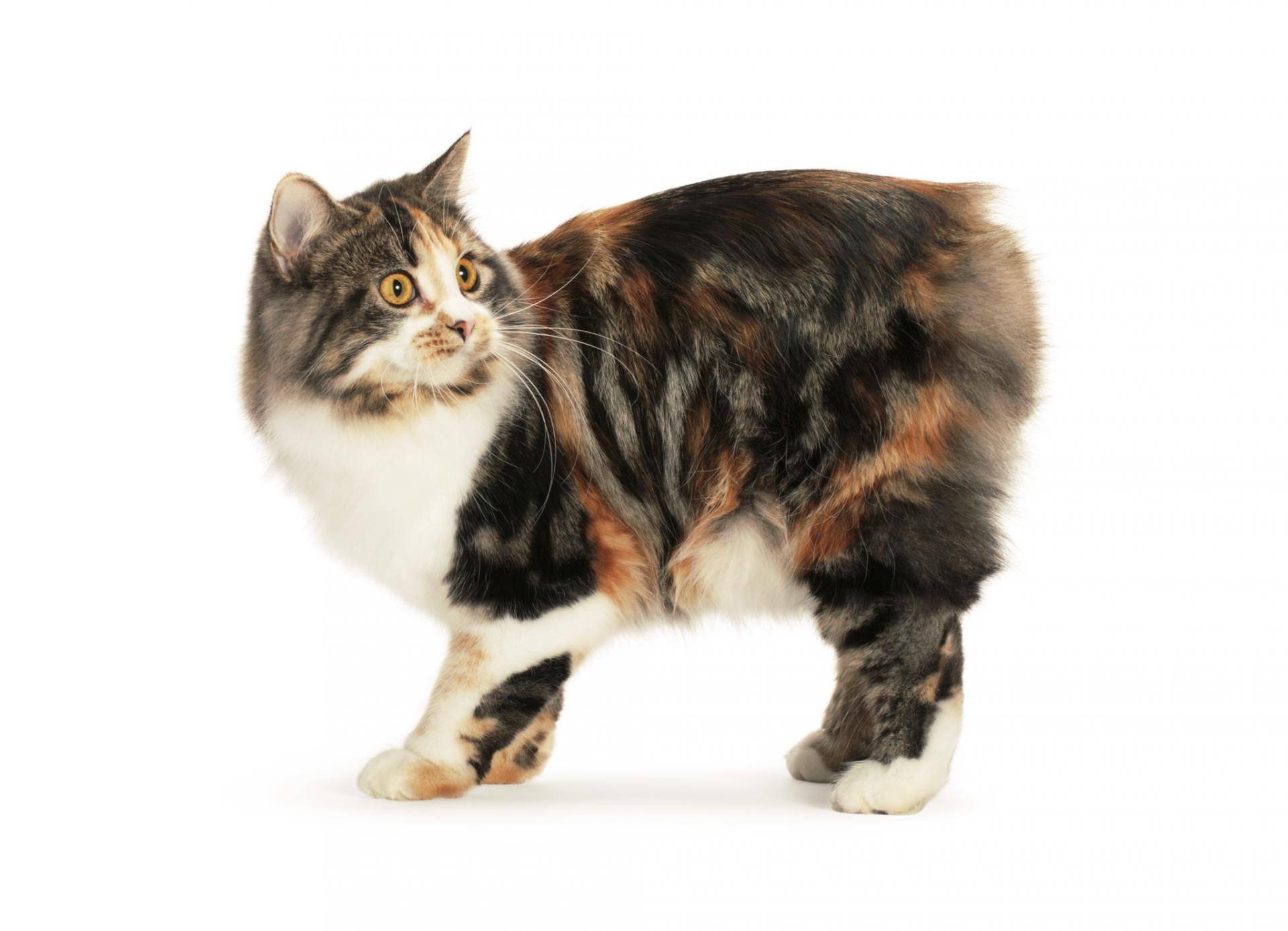 Кошка кимрик: описание породы и особенности характера
