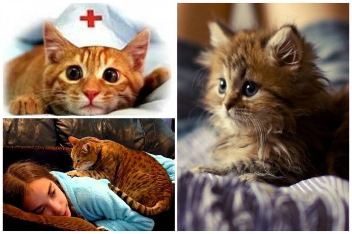 Влияние кошек на здоровье хозяев