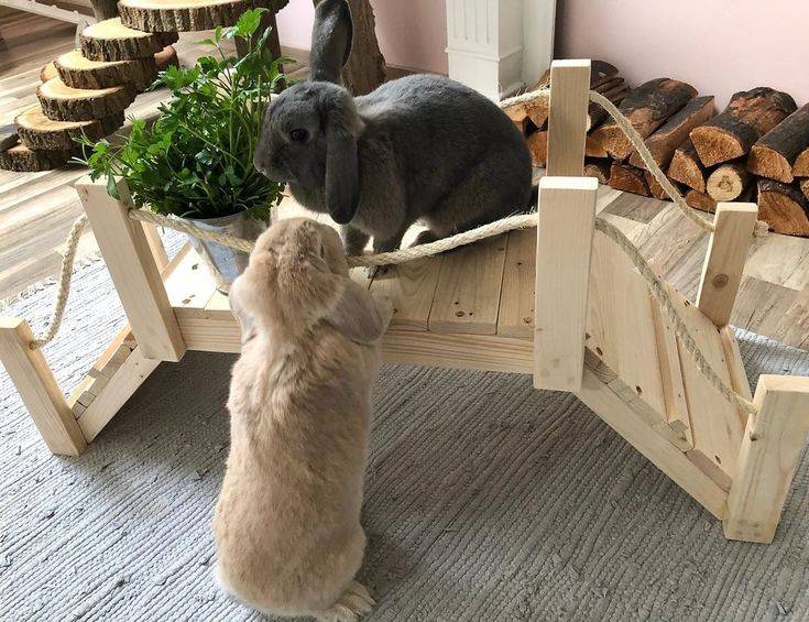 Маточник для кроликов своими руками: чертежи и размеры