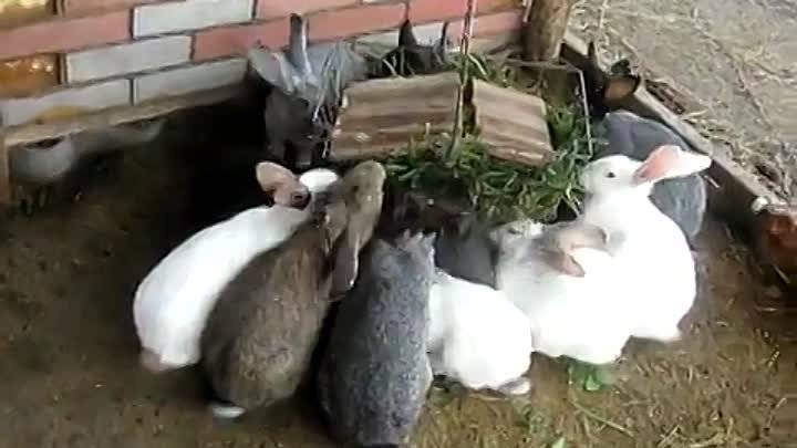 Вольерное содержание кроликов: виды вольеров, достоинства и недостатки, видео