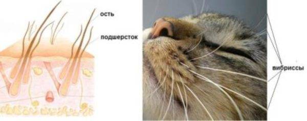 Малассезии (грибок) у кошек