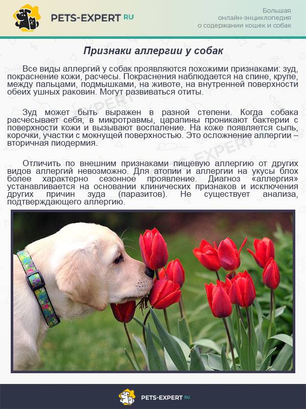 Бордер терьер собака. описание, особенности, уход и цена бордер терьера | sobakagav.ru