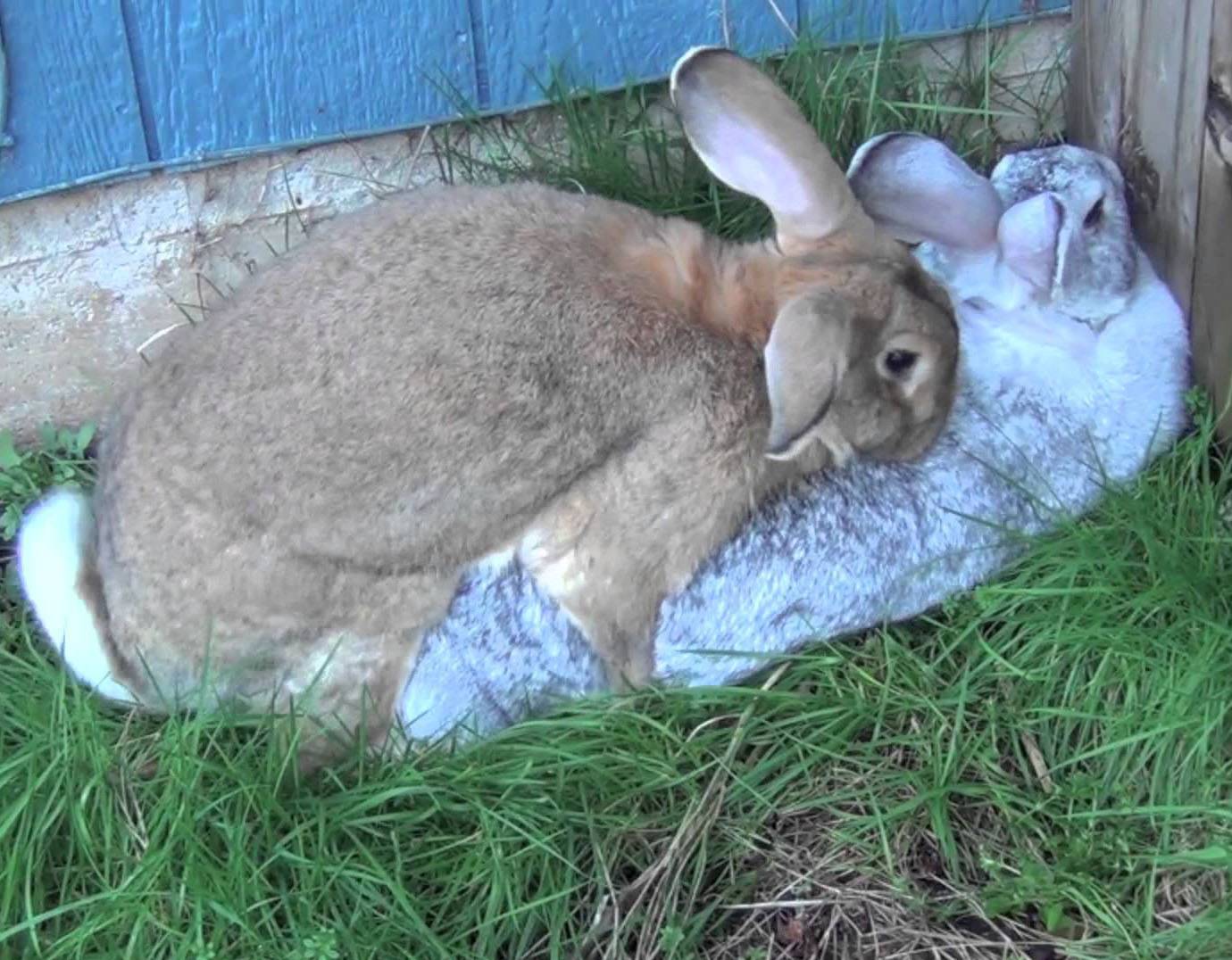 В каком возрасте можно случать кроликов в первый раз, во сколько месяцев, спаривание зимой - kotiko.ru