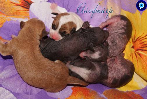 Ксолоитцкуинтли (мексиканская голая собака) — фото, описание, особенности лысой породы