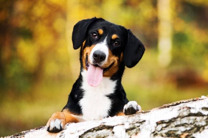 Энтлебухер зенненхунд – фото собаки, описание породы, цена щенков