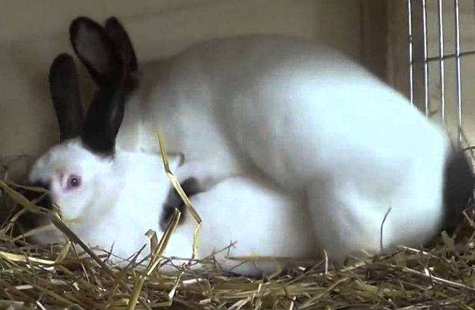 Случка кроликов: особенности спаривания, возраст для размножения, возможные нюансы