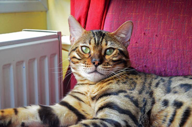 Самые умные кошки в мире: названия пород, их описания и фото