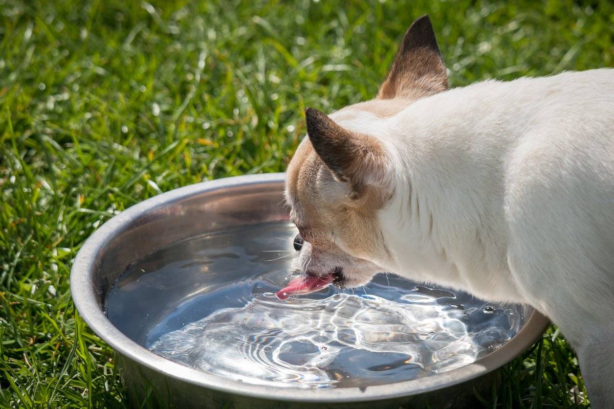 Кошка мало пьет воду.