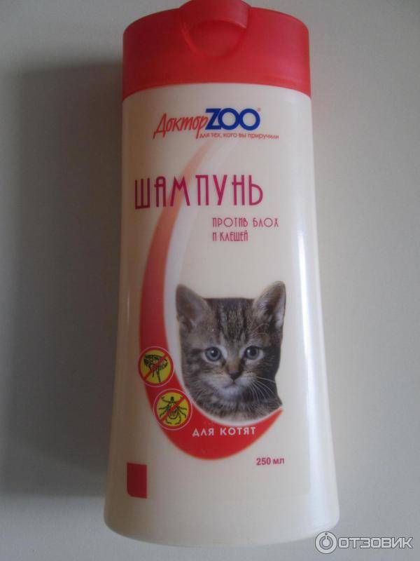 Шампунь для кошек: от блох, от перхоти, от лишая, противогрибковый, от аллергии и обычный, от колтунов, а также цена на них