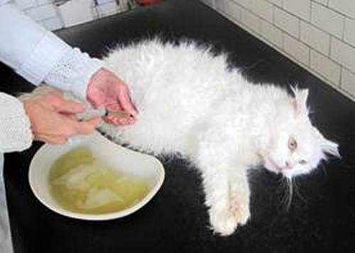 Инфекционный перитонит у кошек, симптомы и диагностика