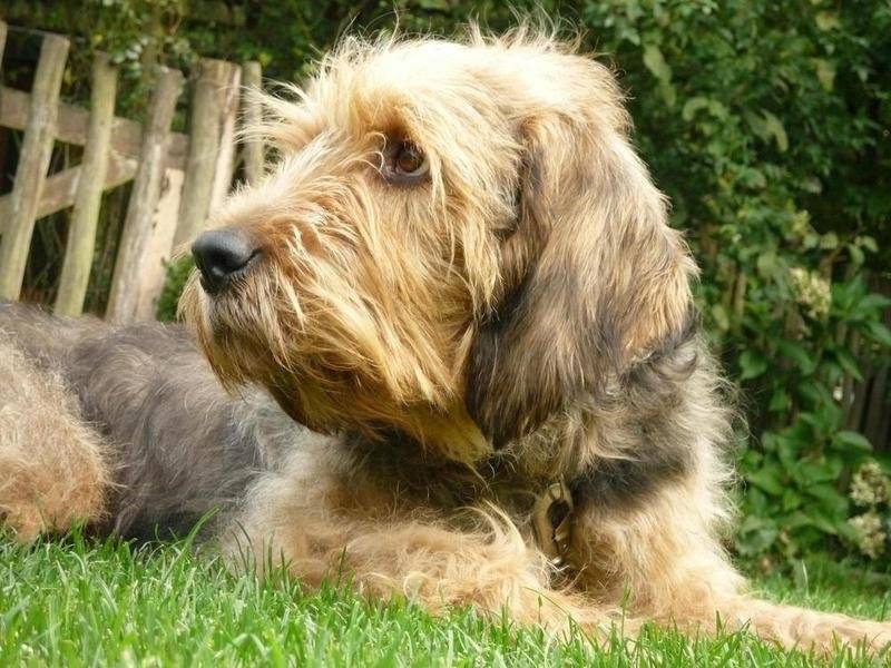 Гончие породы: описание и характеристики известных и признанных собак (+ фото)