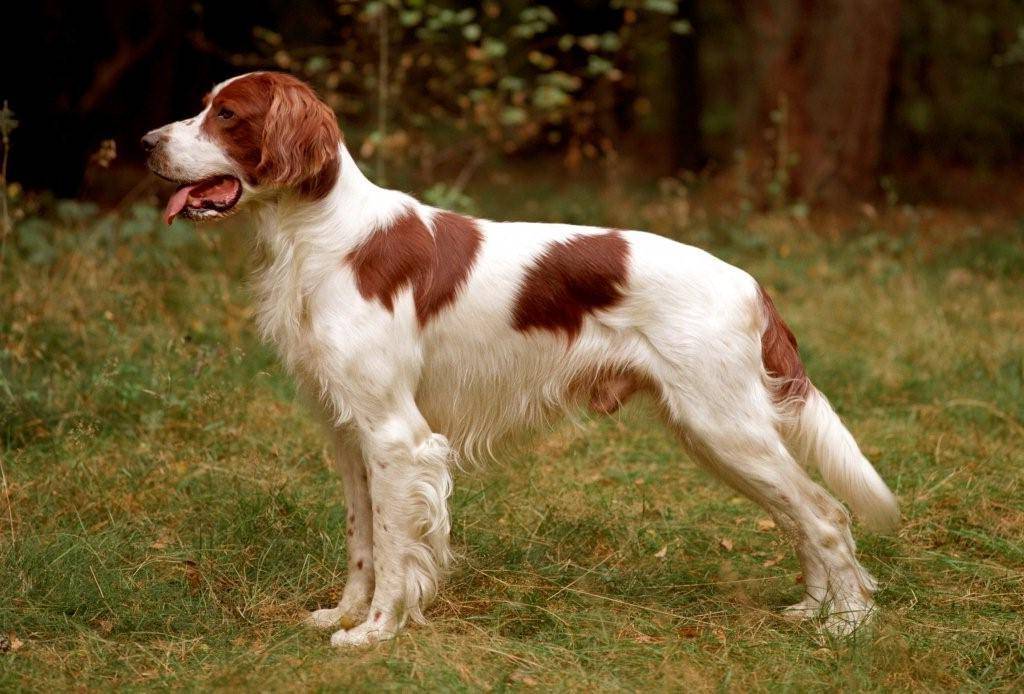 Ирландский сеттер (46 фото): характеристика породы. почему собак называют красными? характер взрослых собак, уход за  щенками в домашних условиях