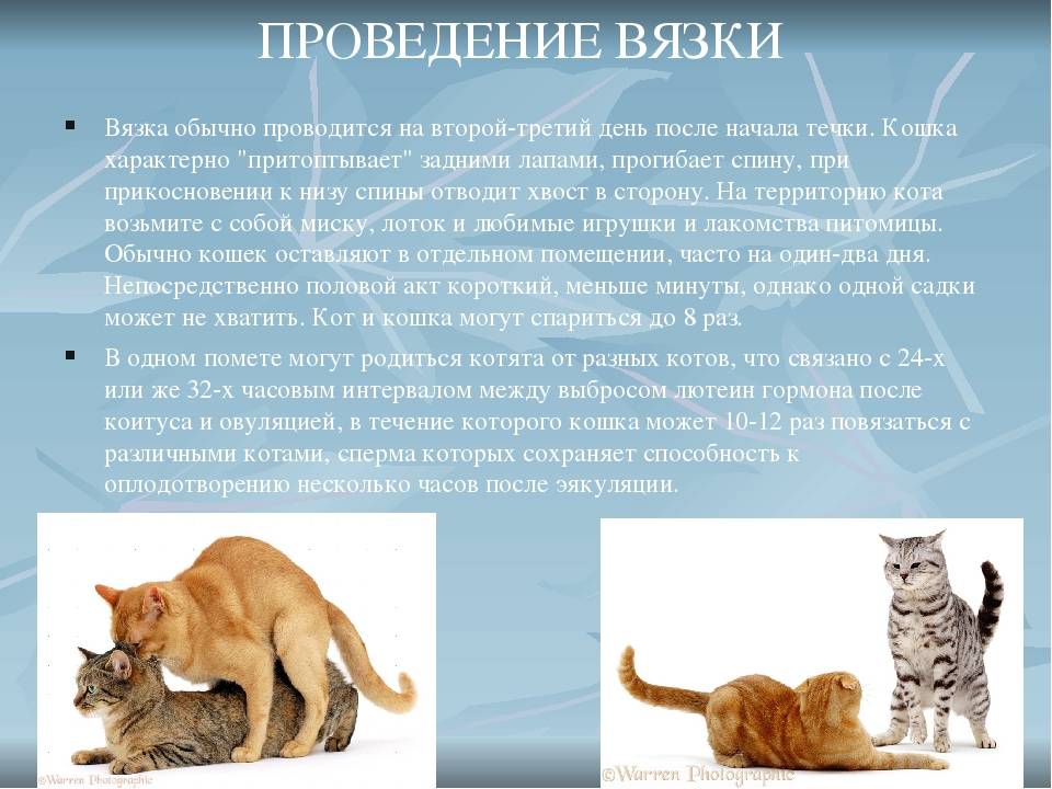 Особенности первой вязки кота и кошки: инструкция