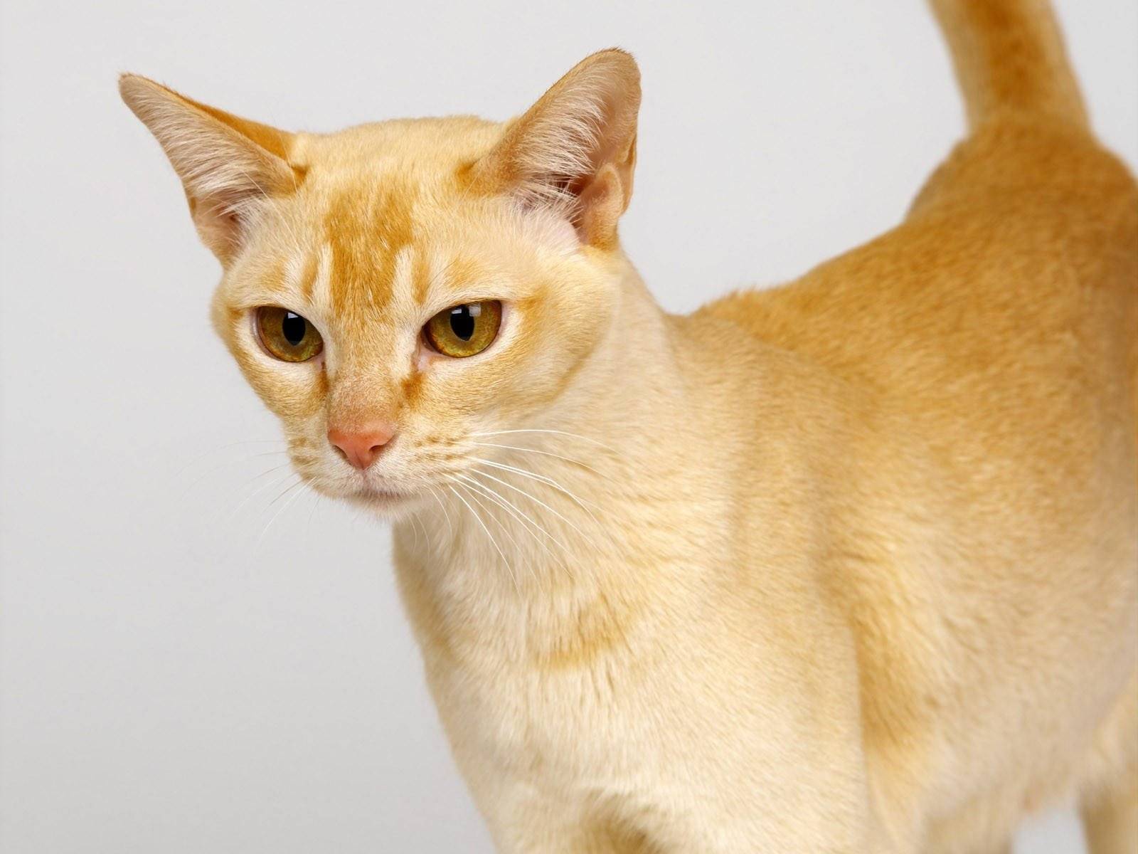 Цейлонская кошка: подробный обзор породы с фото и видео
