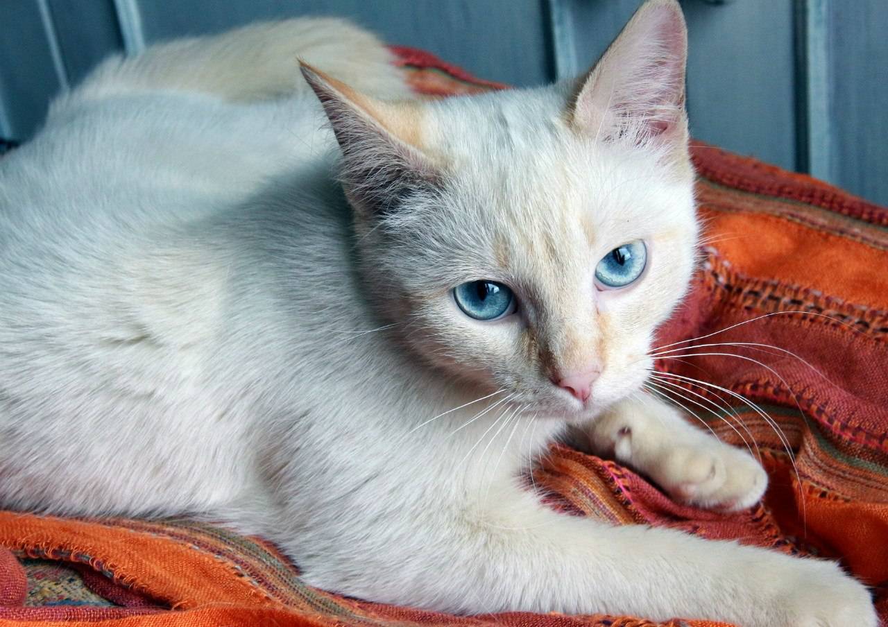 Белая кошка с голубыми глазами: породы с подробным описанием окраса, фото